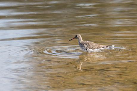 Summer plumage Common Redshank