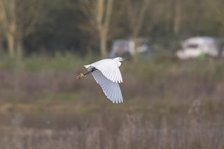 Little Egret in Flight