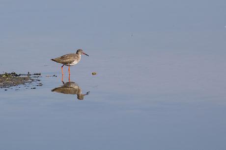 Redshank reflections