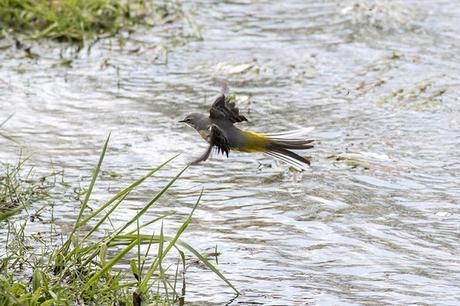 Grey Wagtail flying in