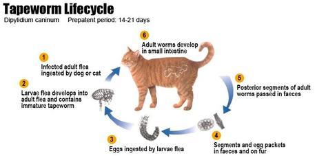 Common Illnesses in Cats and How to deal with them