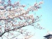 Tips Cherry Blossom Japan
