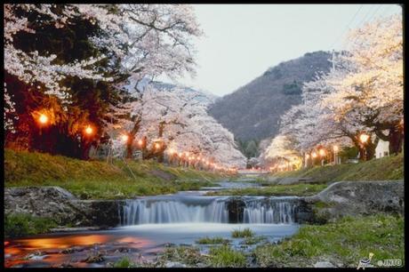 Top Tips for Cherry Blossom in Japan