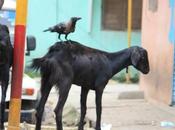 DAILY PHOTO: Dynamic Crow-Goat