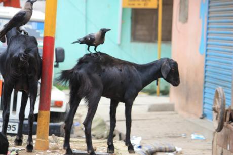 DAILY PHOTO: Dynamic Duo = Crow-Goat