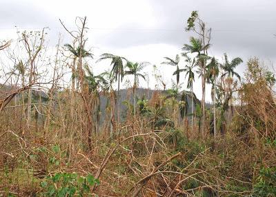Following a Tree, from Fronds to Rebar Following a Tree, from Fronds to Rebar