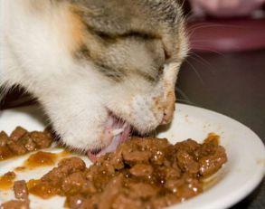 Five ways to fatten up your cat – How to fatten up a cat