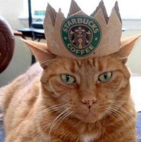 Starbucks Cat Costume