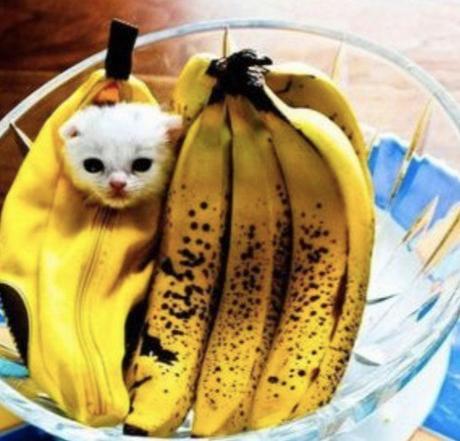 Chiquita Banana Cat Costume