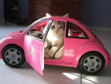 Volkswagen Cat Costume
