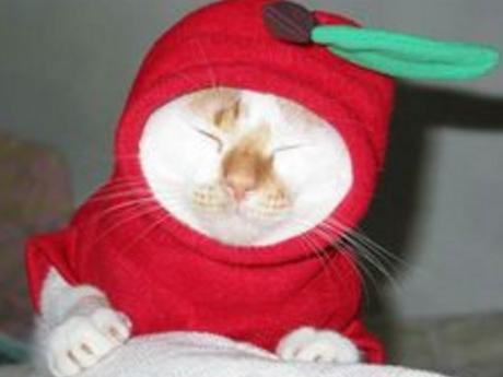 Red Delicious Cat Costume