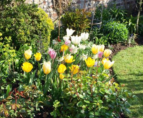 Tulips from Worthing