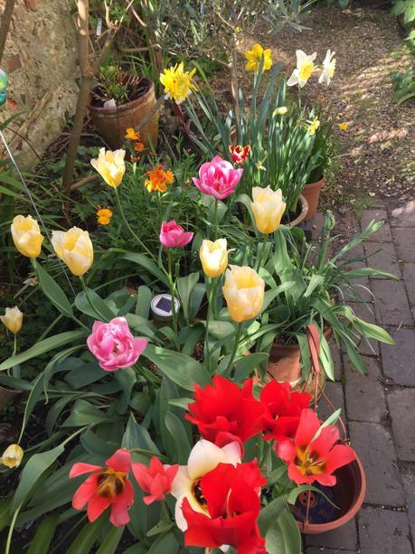 Tulips from Worthing