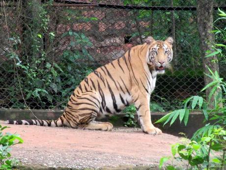 Queen of Pench  - Collarwali - incredibly fertile Tigress - mother of 26 cubs !!