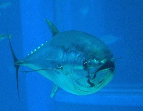 Blue-fin Tuna