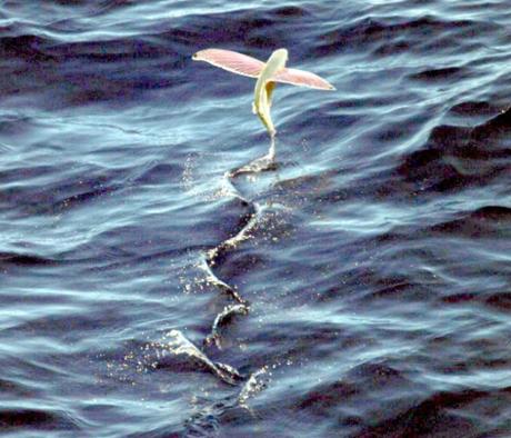 Flying Fish