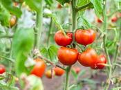 Follow These Simple Steps Grow Tomatoes Indoors