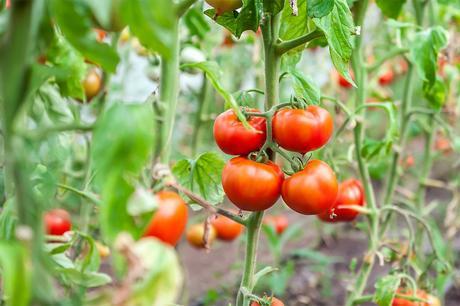 Follow These Simple Steps to Grow Tomatoes Indoors