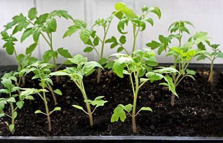 Follow These Simple Steps to Grow Tomatoes Indoors