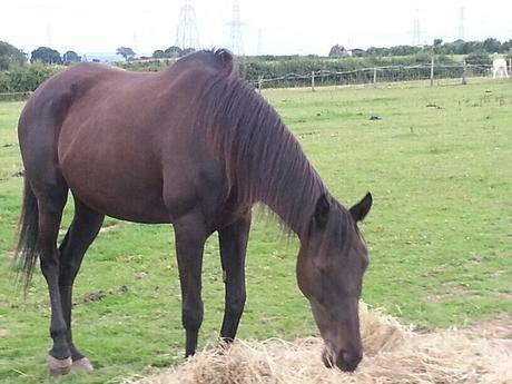 riding a horse ~ sad tale of a young girl's injury - million pound law suit..