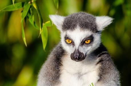 Win a Lemur Bag and Help Save Endangered Lemurs