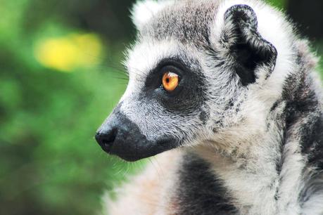 Win a Lemur Bag and Help Save Endangered Lemurs