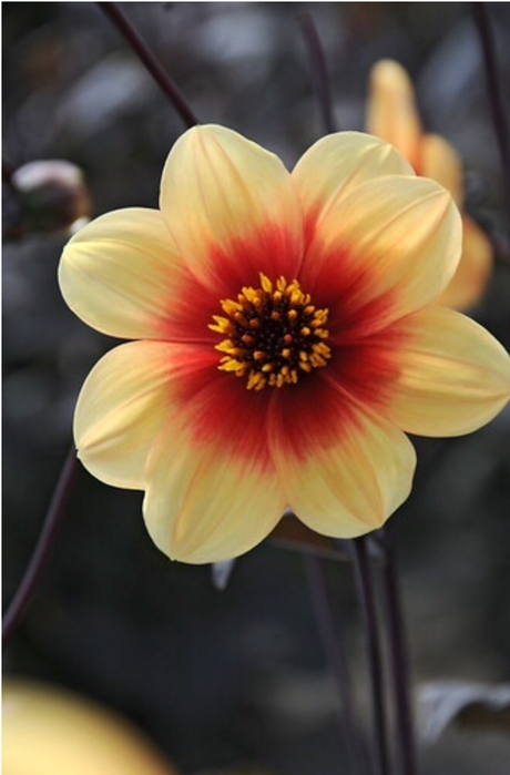 I’ve Gone a Little Daft about Dahlias