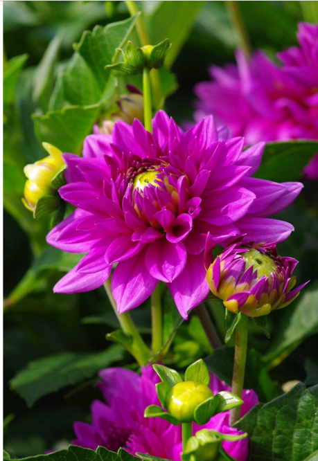 I’ve Gone a Little Daft about Dahlias
