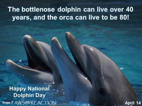 #NationalDolphinDay #April 14 2017 #Oceans #Oceana #Canada
