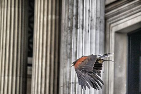 50 Shots: A #London #Photoblog No.7. Harris Hawk in Trafalgar Square