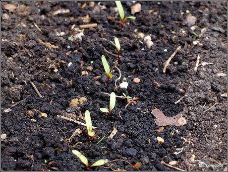 Sowing, planting, thinning...