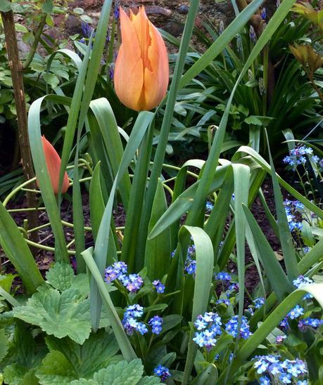 Garden Bloggers Bloom Day – April 2017