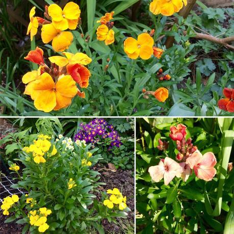 Garden Bloggers Bloom Day – April 2017