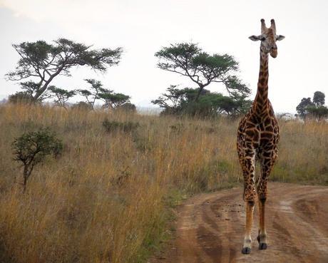 Nairobi National Park giraffe zebras wildlife safari