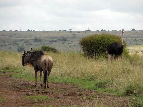 ostrich, wildebeest. Nairobi National Park safari