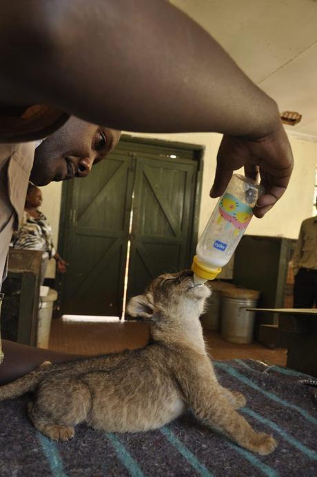 Bottle-feeding lion cub, Nairobi Animal Orphanage, Kenya
