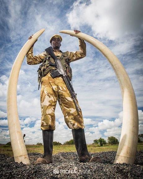 Nairobi National Park ivory