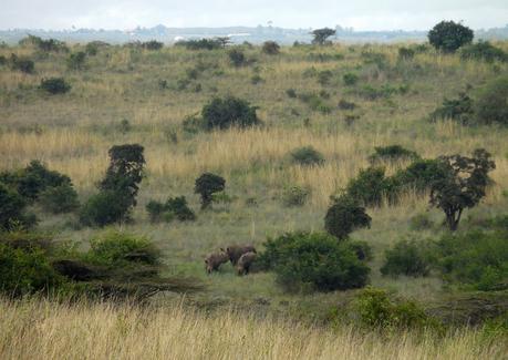 Nairobi National Park white rhino
