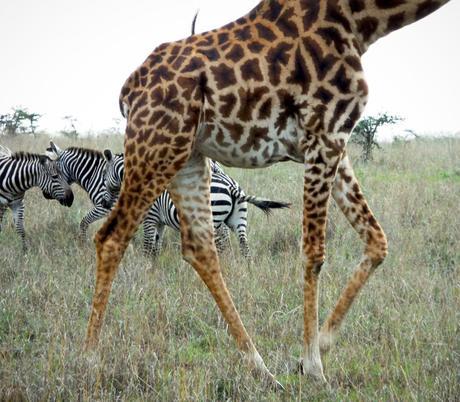 Nairobi National Park giraffe zebras wildlife safari