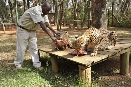 Feeding cheetahs, Nairobi Animal Orphanage, Kenya