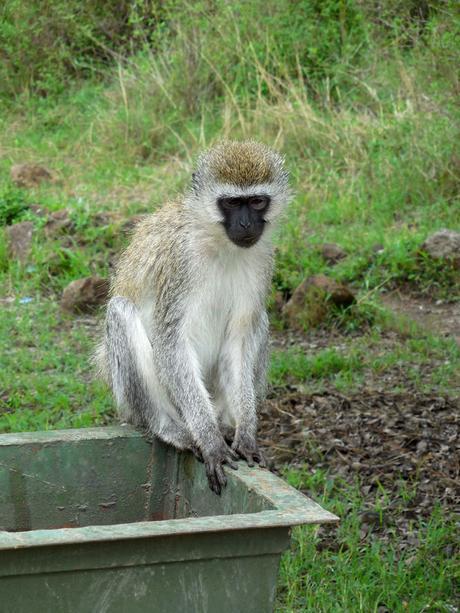 Vervet Monkey Nairobi National Park