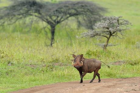pemba warthog Nairobi National Park