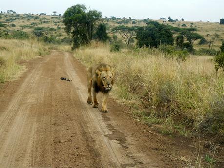 Mohawk lion Nairobi National Park. Photo Will Knocker
