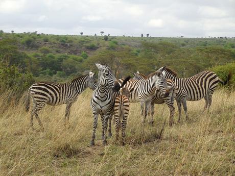 Nairobi National Park dazzle of zebra