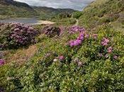 Spectacular Thug Control