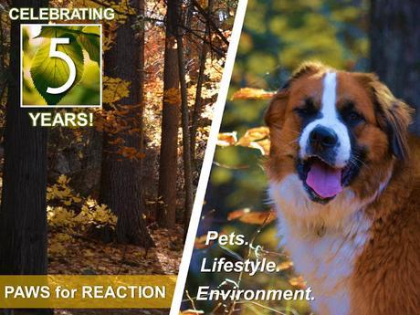 #Celebrating #PawsForReaction #Ontario #PetBlog 5th #Anniversary