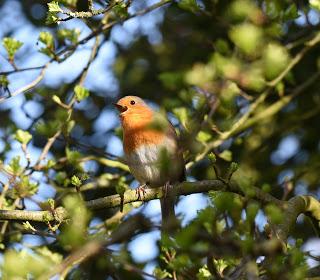 Birds sing shorter songs in response to traffic noise