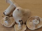 St.George's Mushroom