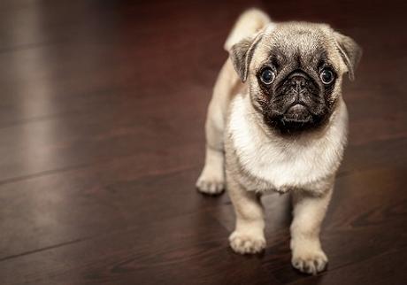 6 Great tips for Puppy Potty Training