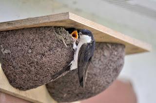 House Martins in need of nosy neighbours